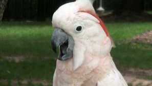 Поради които какада може да скочи